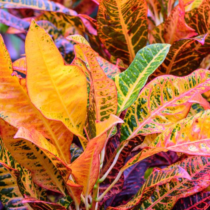 Kamerplanten kopen | Tuincentrum Eurofleur