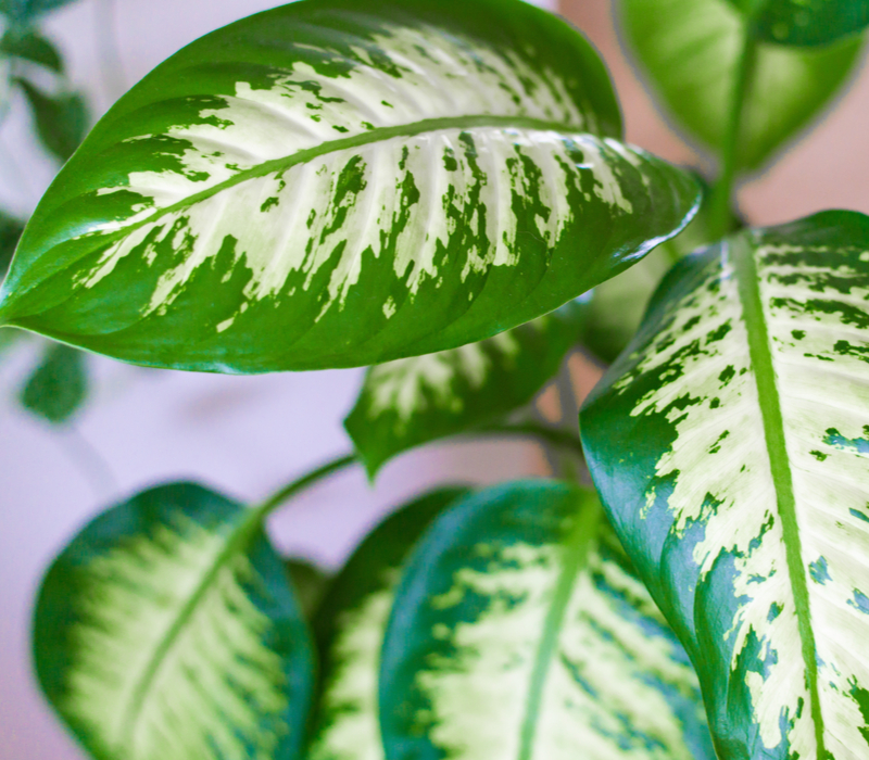 Bemiddelen duizelig uitstulping 4x kamerplant met bijzonder blad - Tuincentrum Eurofleur