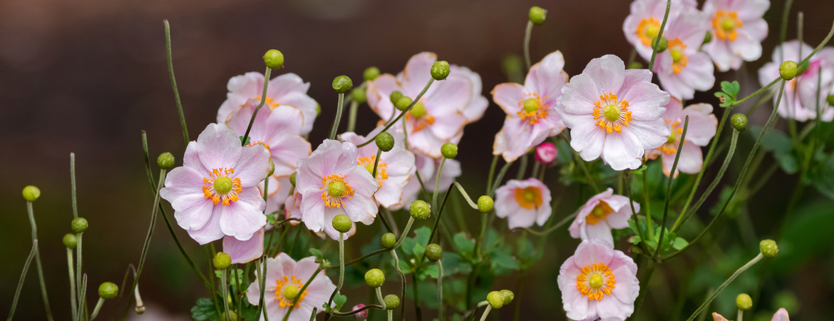 Herfstanemone kopen en planten in de herfst