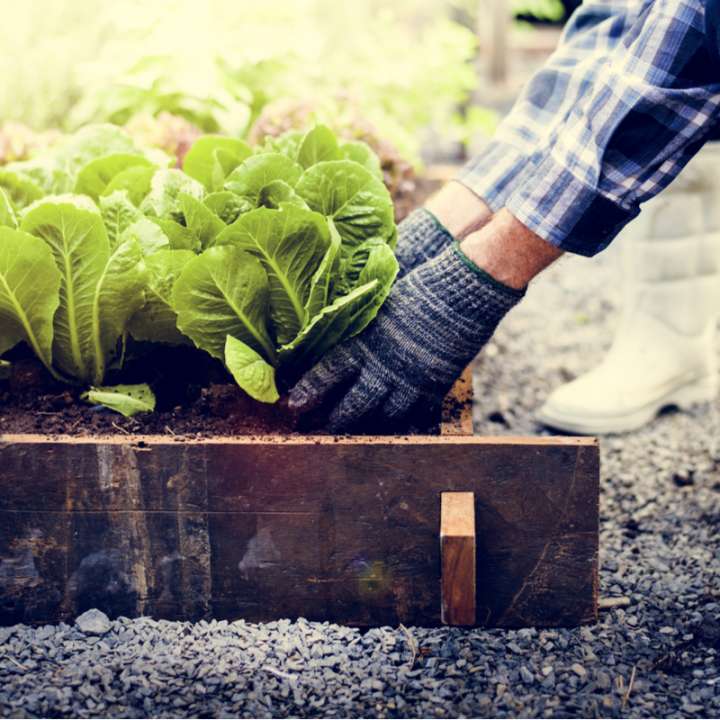 Moestuinieren | Tuincentrum Eurofleur