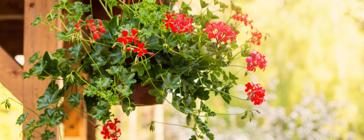  Maak een bloemenwolk van Geraniums