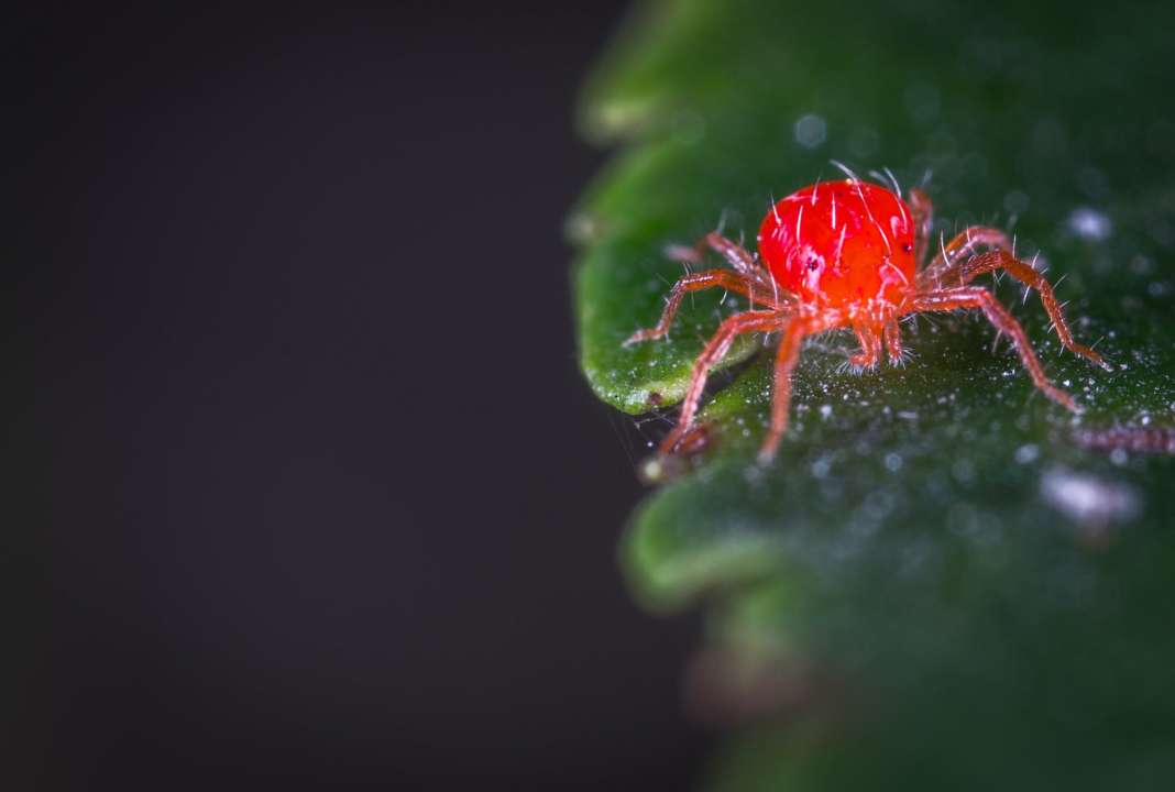 Hoe spint voorkomen of bestrijden bij kamerplanten? | Tuincentrum Eurofleur