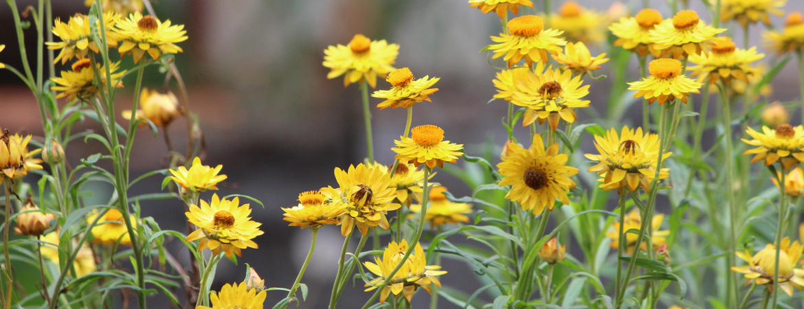 Feitjes over strobloemen