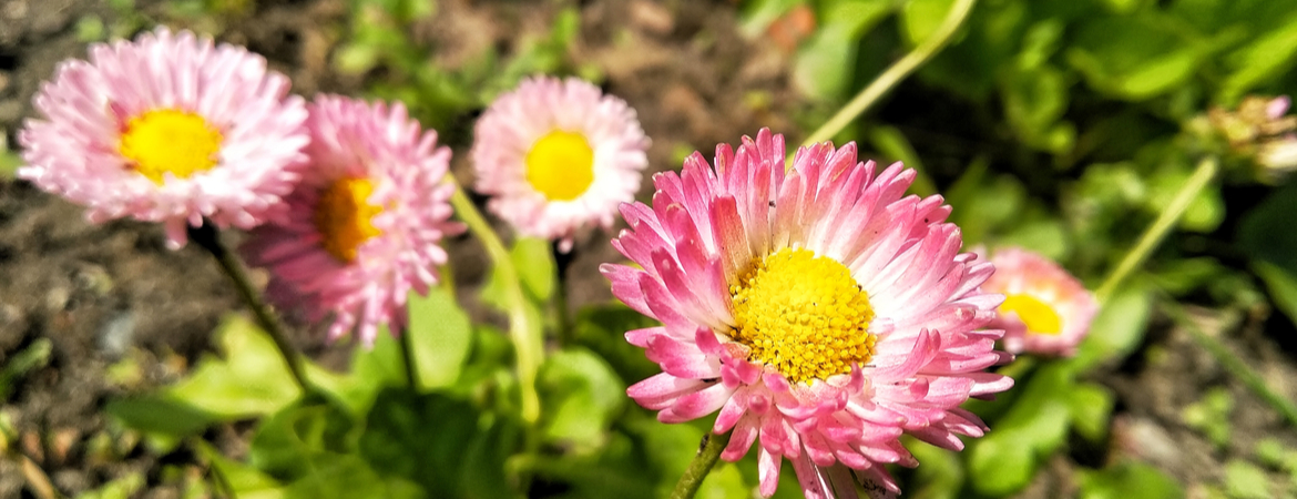 Verzorgingstips voor jouw Strobloemen