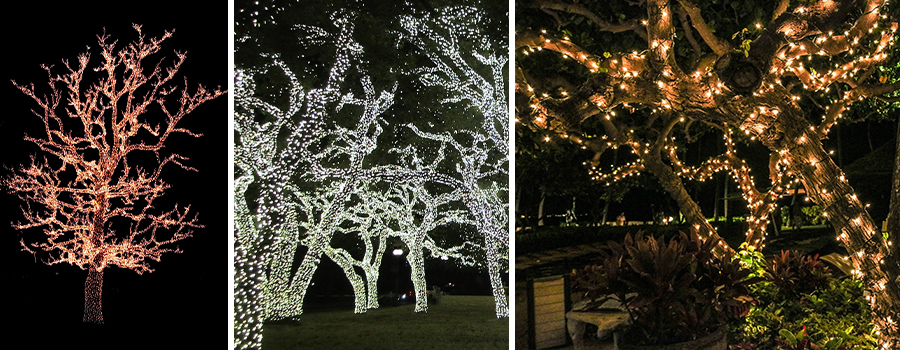 Vervoer zingen Mam Tips voor de kerstverlichting in je tuin! | Eurofleur Leusden