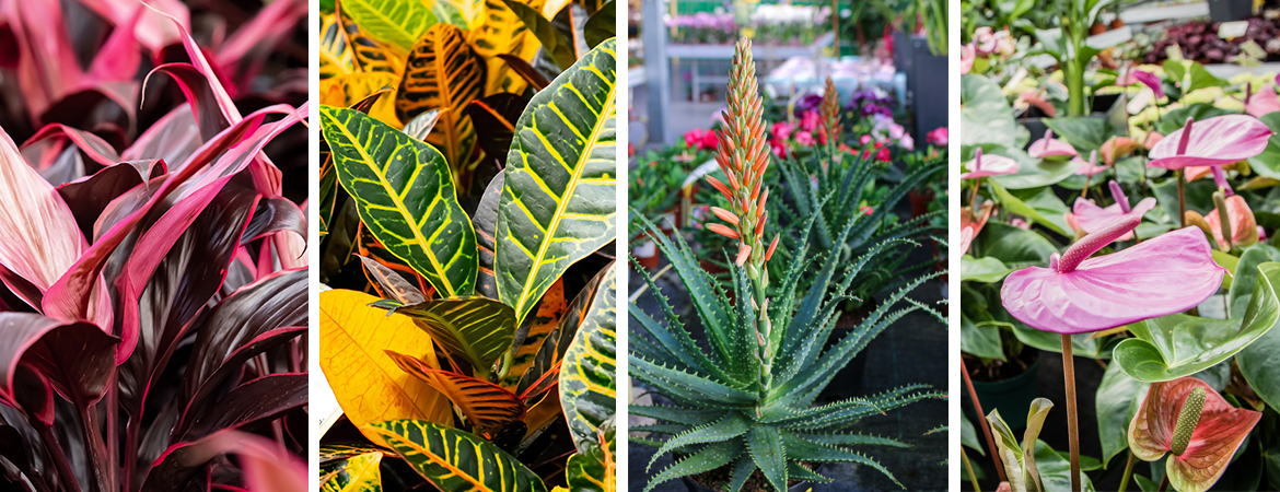Tropische planten kopen | Tuincentrum Eurofleur