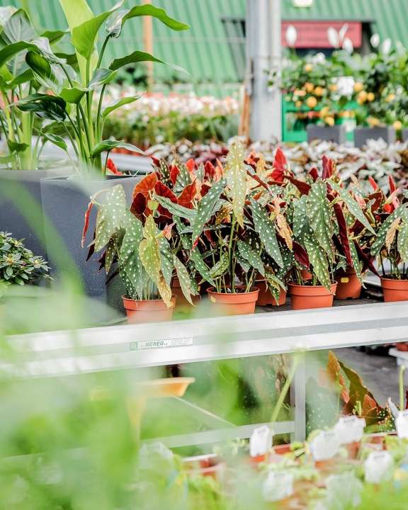 Kamerplanten kopen | Tuincentrum Eurofleur in Leusden