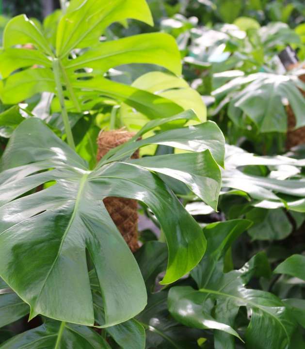 Monstera of Gatenplant kopen | Tuincentrum Eurofleur in Leusden