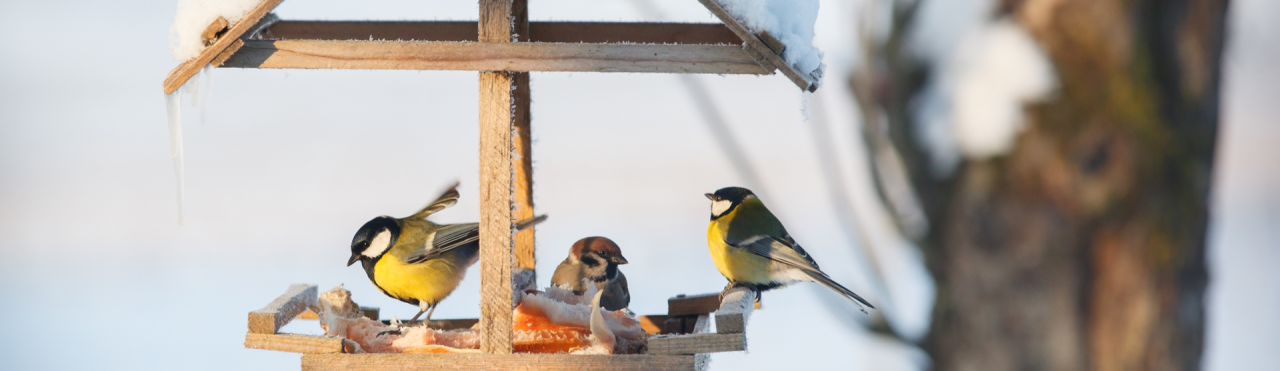 Duurzame tuin vol vogels | Tuincentrum Eurofleur