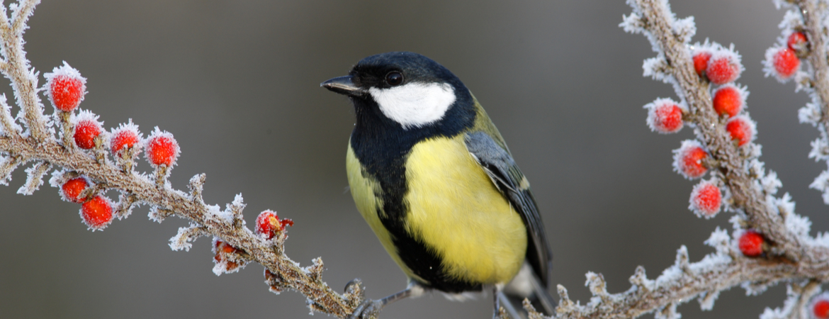 vogels in de winter