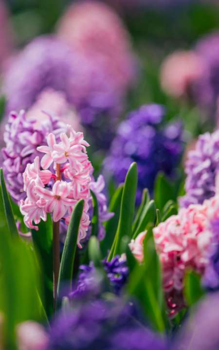 Voorjaarsplanten kopen | Tuincentrum Eurofleur