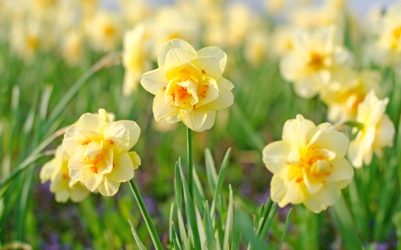 Voorjaarsplanten kopen | Tuincentrum Eurofleur