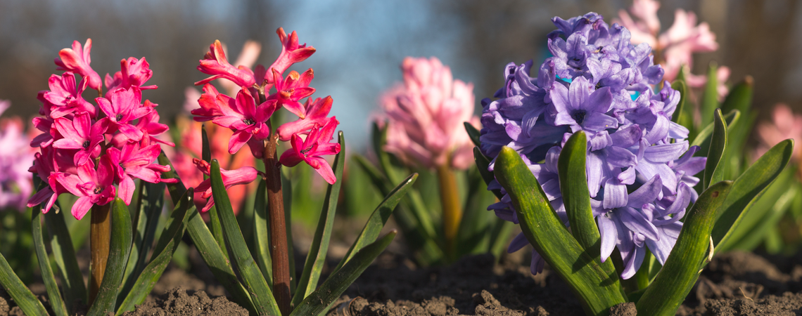 Voorjaarsbollen planten in oktober