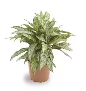 Aglaonema ''Silver Queen'' - ± 60 cm - afbeelding 1