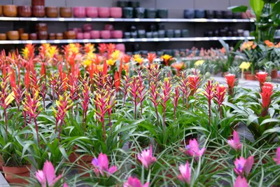Bloeiende kamerplanten