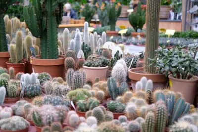 Cactussen en vetplanten