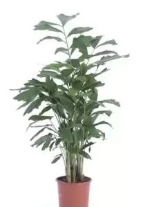 Caryota Mitis - Vissenstaartpalm - ± 140 cm - afbeelding 2