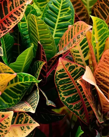 Codiaeum Variegatum - Croton - ± 100 cm - afbeelding 2