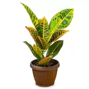 Codiaeum Variegatum - Croton - ± 100 cm - afbeelding 1