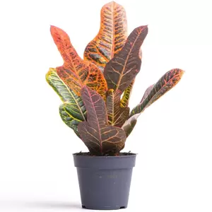 Codiaeum Variegatum ''Excellent'' - Croton - ± 130 cm - afbeelding 2