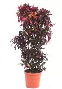 Codiaeum Variegatum ''Mammi'' - Croton - ± 100 cm - afbeelding 1