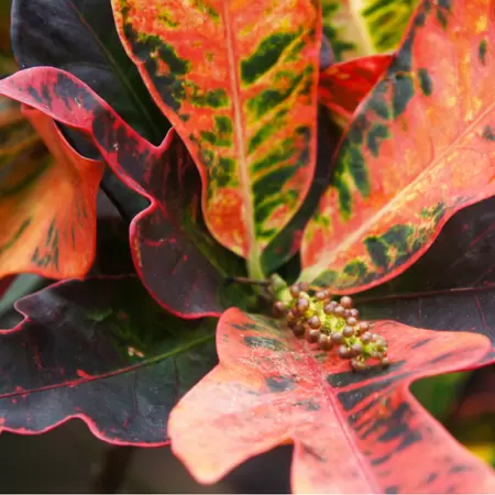 Codiaeum Variegatum ''Mammi'' - Croton - ± 100 cm - afbeelding 2