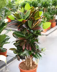 Codiaeum Variegatum ''Mrs. Iceton'' - Croton - ± 110 cm - afbeelding 2