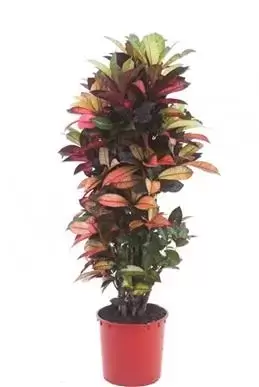 Codiaeum Variegatum ''Mrs. Iceton'' - Croton - ± 110 cm - afbeelding 1