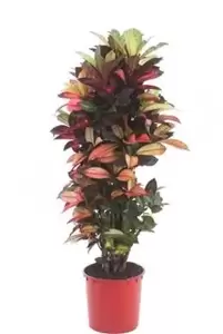 Codiaeum Variegatum ''Mrs. Iceton'' - Croton - ± 110 cm - afbeelding 1