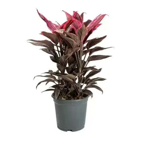Cordyline Fruticosa - Geluksplant - ± 65 cm