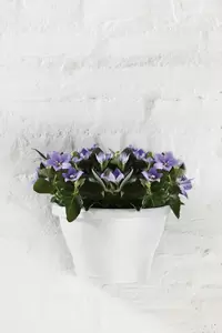 elho corsica wandbak 25 cm wit