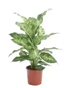 Dieffenbachia - ± 55 cm - afbeelding 3