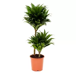 Dracaena ''Compacta'' - Drakeboom - ± 160 cm