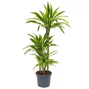 Dracaena Fragrans "Lemon Suprise'' - Drakeboom - ± 110 cm - afbeelding 2