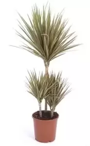 Dracaena Marginata ''Bicolor'' - Drakeboom - ± 120 cm - afbeelding 1