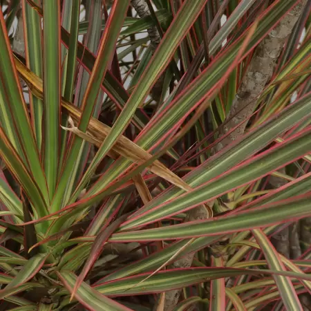 Dracaena Marginata ''Bicolor'' - Drakeboom - ± 120 cm - afbeelding 2