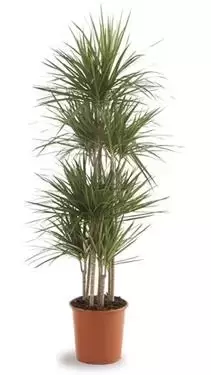 Dracaena Marginata - Drakenboom - ± 130 cm - afbeelding 1