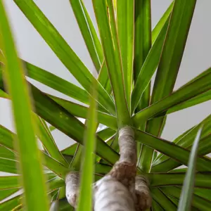 Dracaena Marginata - Drakenboom - ± 130 cm - afbeelding 2