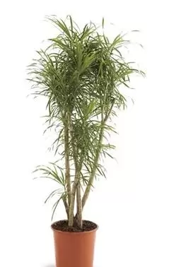 Dracaena Reflexa ''Anita'' - Drakeboom - ± 170 cm