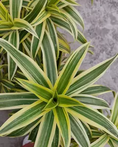 Dracaena Reflexa ''Song of India'' - ± 110 cm - afbeelding 2