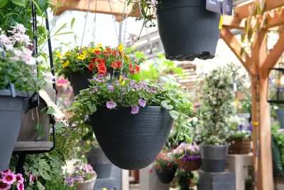 Eenjarige planten