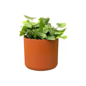 elho b.for soft rond 18 cm brique