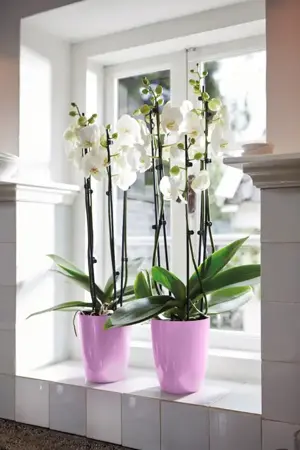 elho brussels diamond orchidee hoog 12,5cm - levendig violet - afbeelding 2