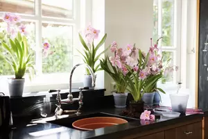 elho Green basics orchidee 17 cm transparant