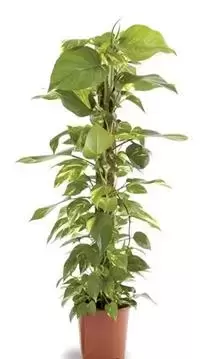 Epipremnum Pinnatum "Aureum" - Liaanplant - ± 80 cm - afbeelding 1