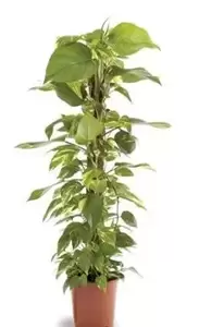 Epipremnum Pinnatum "Aureum" - Liaanplant - ± 80 cm - afbeelding 2