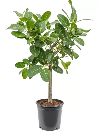 Ficus Benghalensis ''Audrey'' - Banyan vijg - ± 90 cm - afbeelding 1