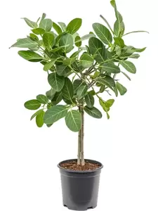 Ficus Benghalensis ''Audrey'' - Banyan vijg - ± 90 cm - afbeelding 2