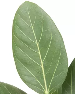Ficus Benghalensis ''Audrey'' - Banyan vijg - ± 90 cm - afbeelding 2