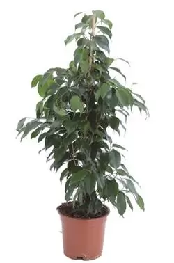 Ficus Benjamina ''Danielle'' - Treurvijg - ± 90 cm